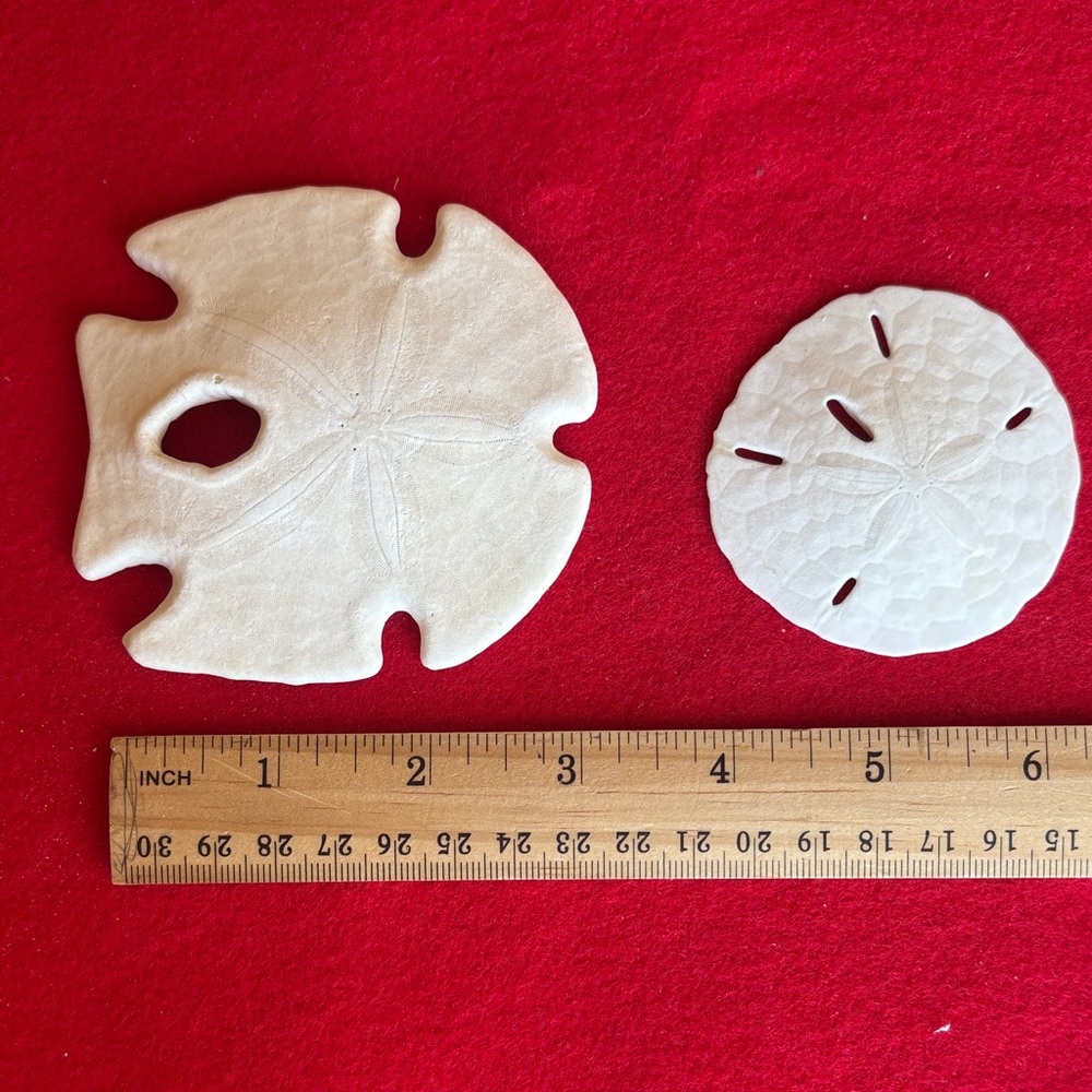 White Sand Dollar Collection - Picture 5 of 7